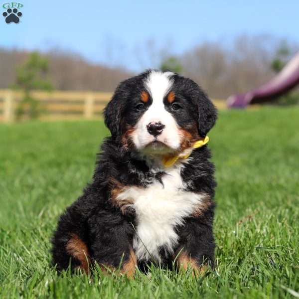 Jake, Bernese Mountain Dog Puppy